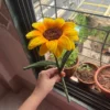 Big Sunflower Stem